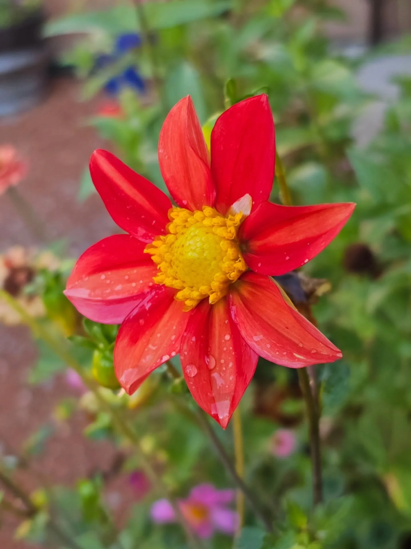 Tending to the Society of Late Bloomers out here 💚

#flowergarden #latesummergarden #highdesert #gardenmagic #coolmornings
