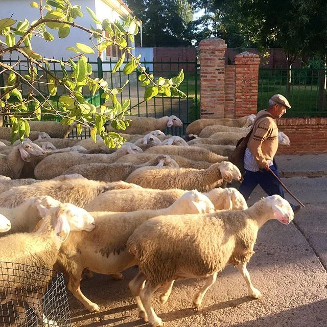 &THORN;a&eth; gengu nokkrar rollur framm&aacute; okkur &iacute; dag. #brandenbike #buencamino