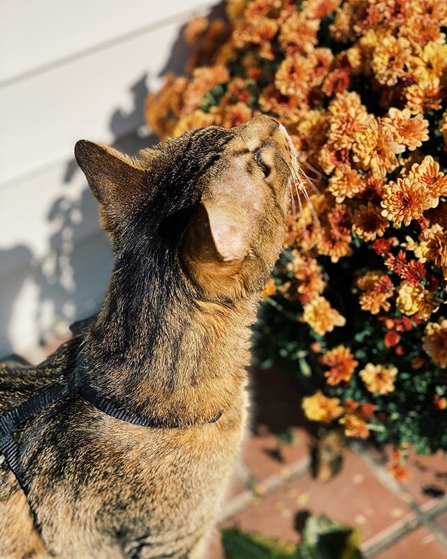 This sweet boy is reminding you to stop and smell the flowers 🧡
.
.
#kazmophoto #stopandsmelltheflowers #mumsdontsmellgreat #bengalsofinstagram  #creativelifehappylife #catsofinstagram #takemorepictures