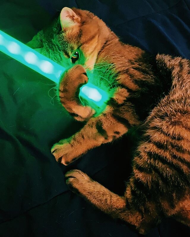 Don&rsquo;t let the green saber fool you, Kote is a sith all the way. .
.
#kazmophoto #bengalsoﬁnstagram #catsofinstagram #catstagram #spoiledkitty #starwars #lightsabers #starwarscat #starwarscatsofinstagram #sithlord