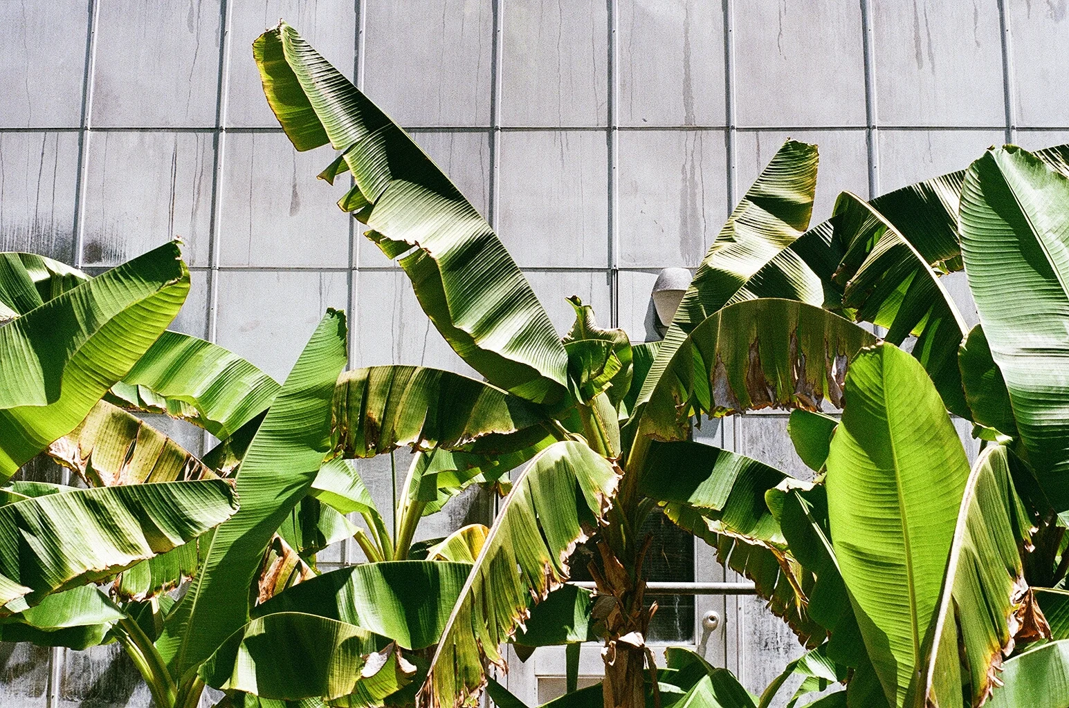 Berkeley Banana, 2015