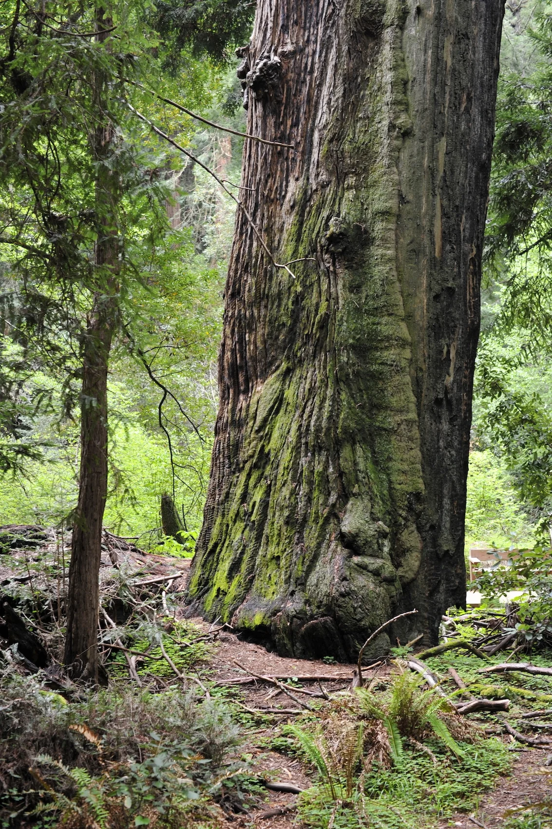 A thousand years, 2016