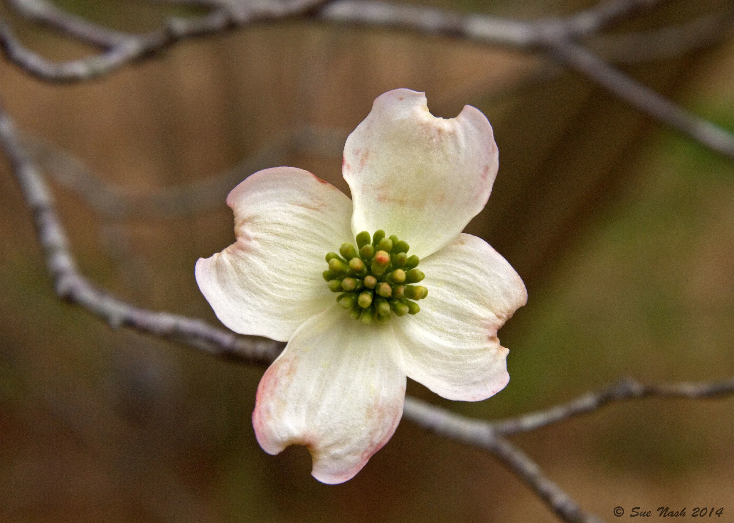 Dogwood, poet's favorite
