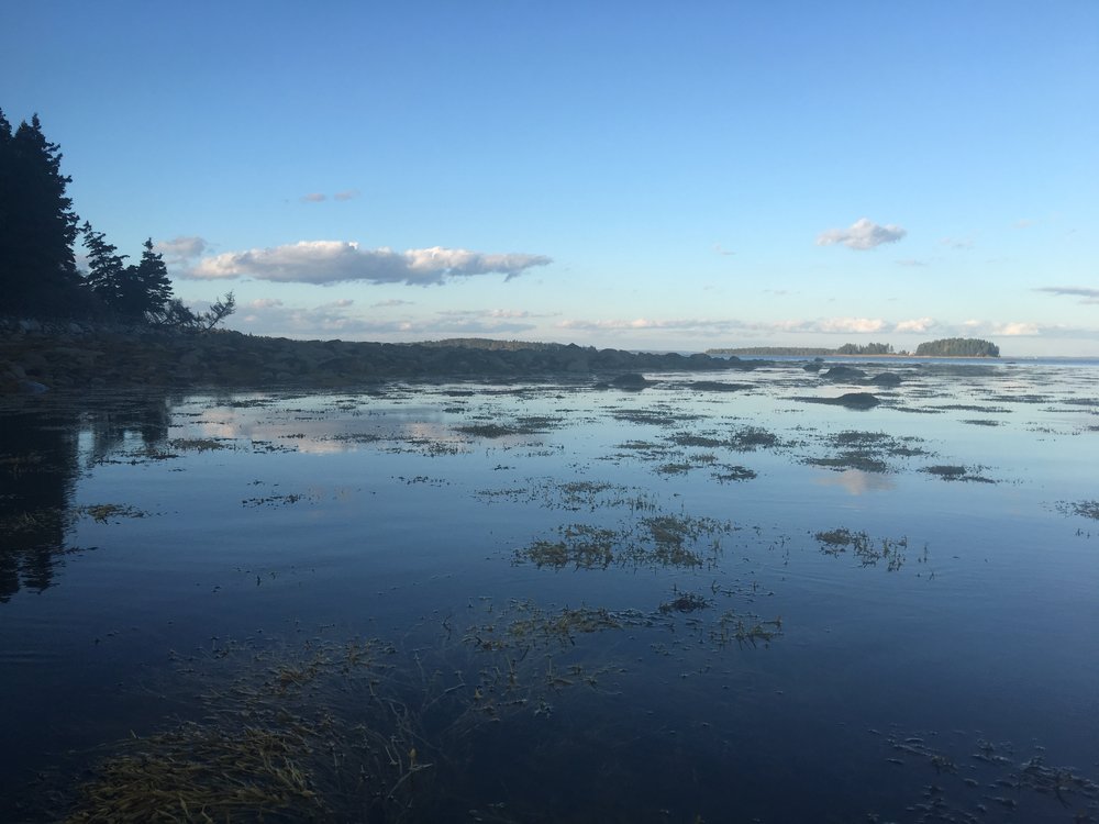 Magnificent Rous Island