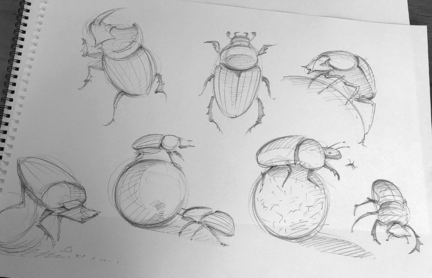 dung beetle study.jpg