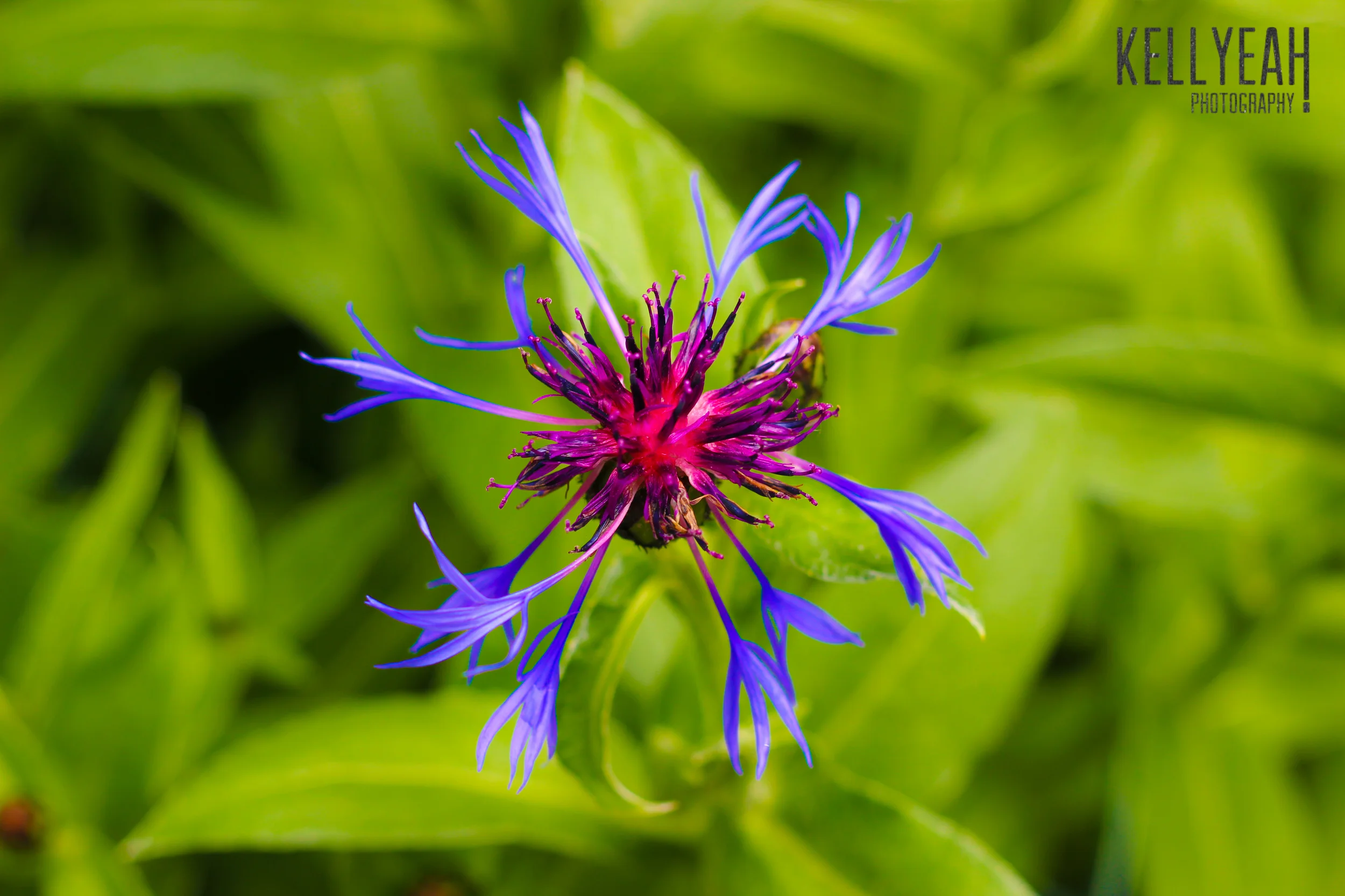 Herbs_July2014-4.jpg