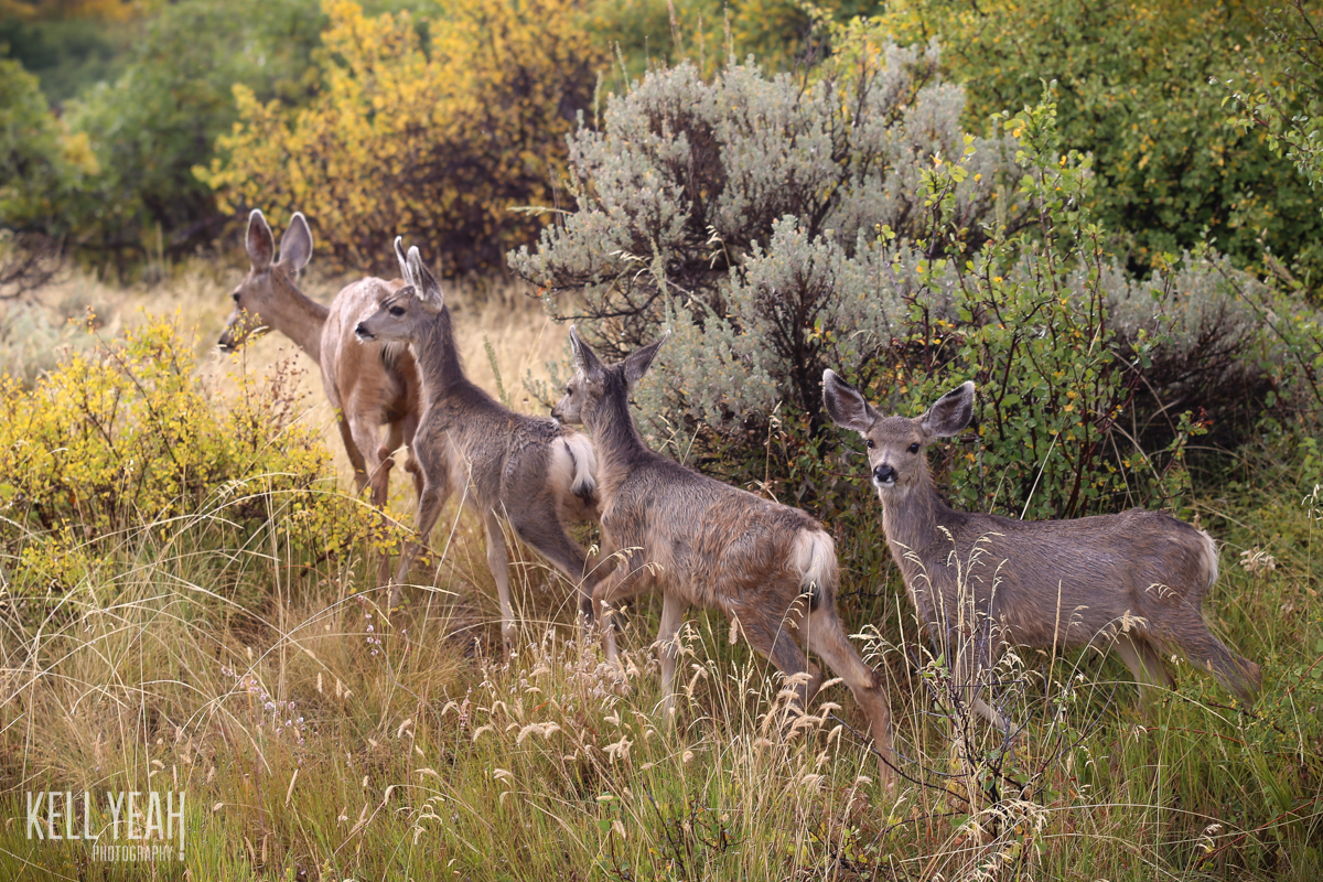 2016_09_deer_ziptrip-1.jpg