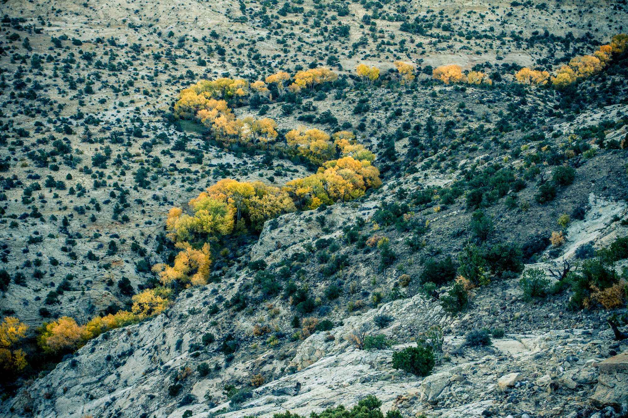 Southern Utah Fall color.
