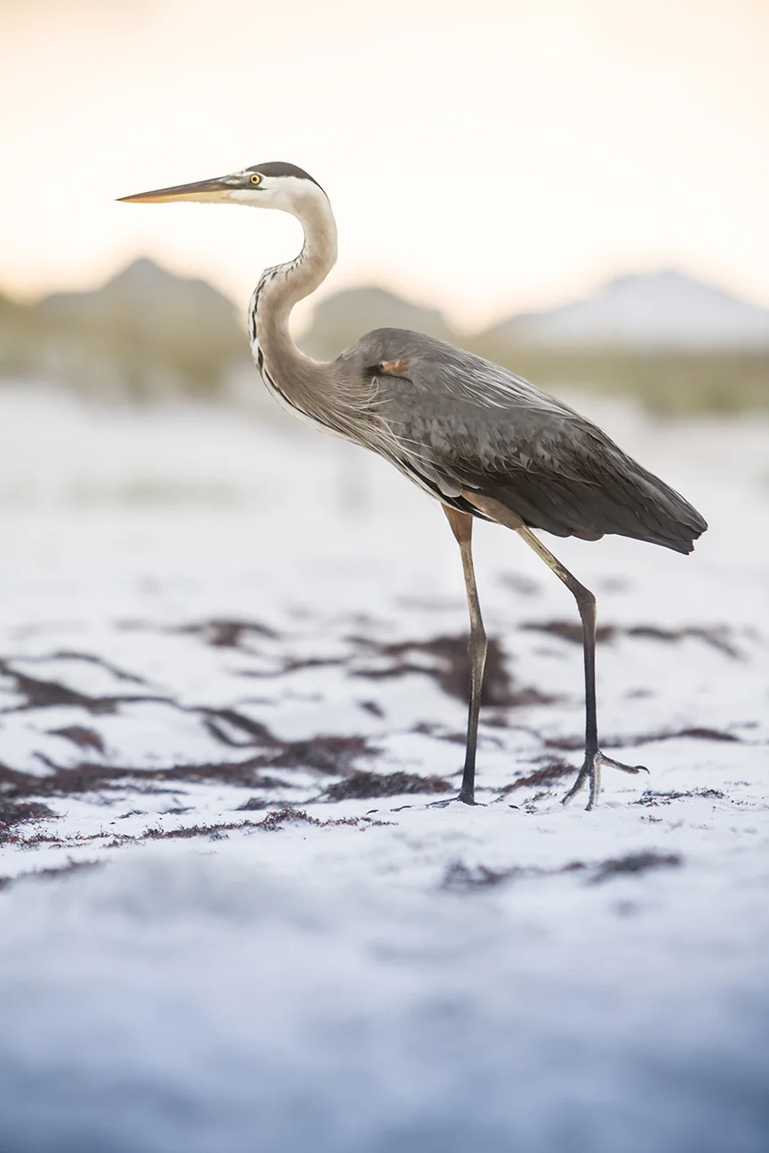 Detail shot of a heron.