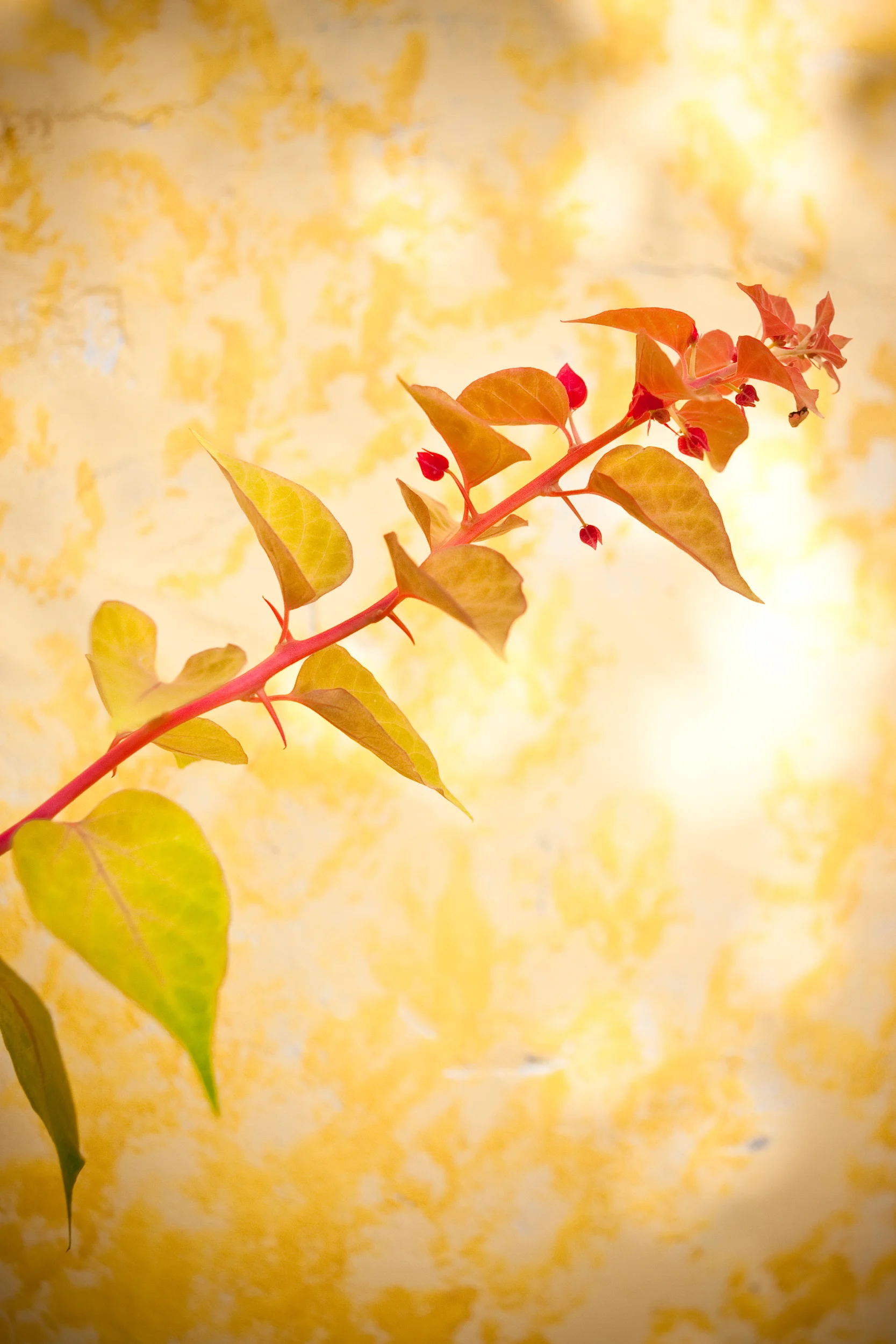 Detail image of a red flower set against the backdrop of a bright yellow wall.