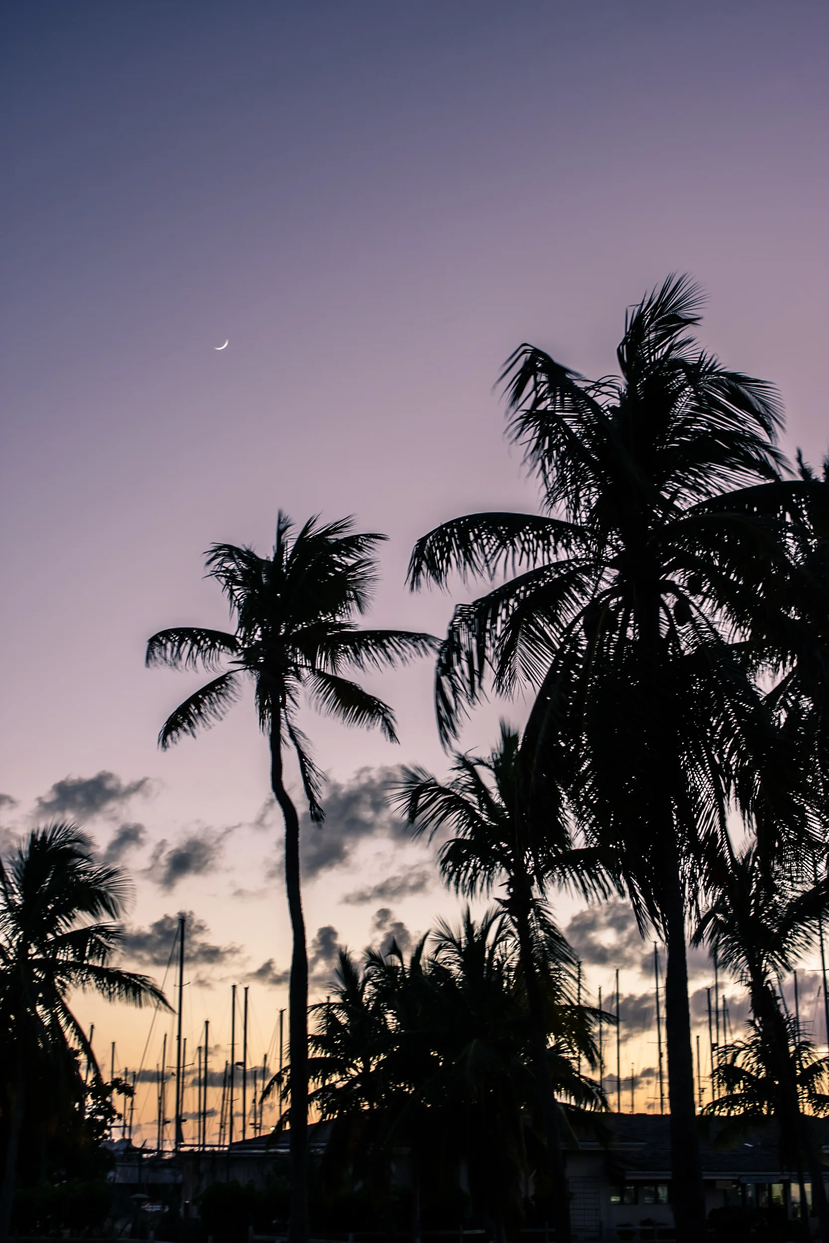 A fingernail moon and palm tree silhouetted against a bright sunset over a harbor of anchored sailboats.