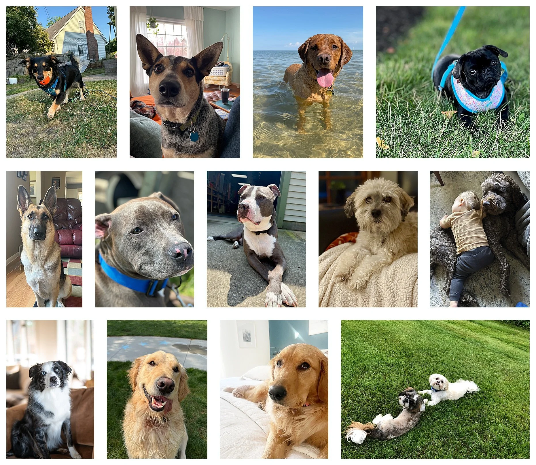 It's National Dog Day! 

Today, we&rsquo;re celebrating our favorite four-legged friends! Whether they&rsquo;re keeping us company on the job site, greeting us at the door after a long day, or simply napping in the sun, dogs make every space feel mor