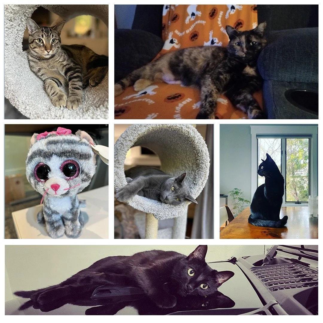 Happy #NationalCatDay! 
From sunny window seats to cozy corners, our feline friends always seem to find the best-designed spots in the house.
