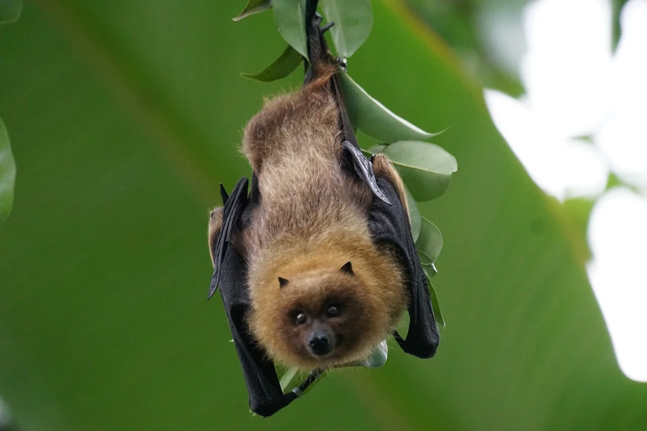 The Acrobatic Bat and Its Sensing Hairs