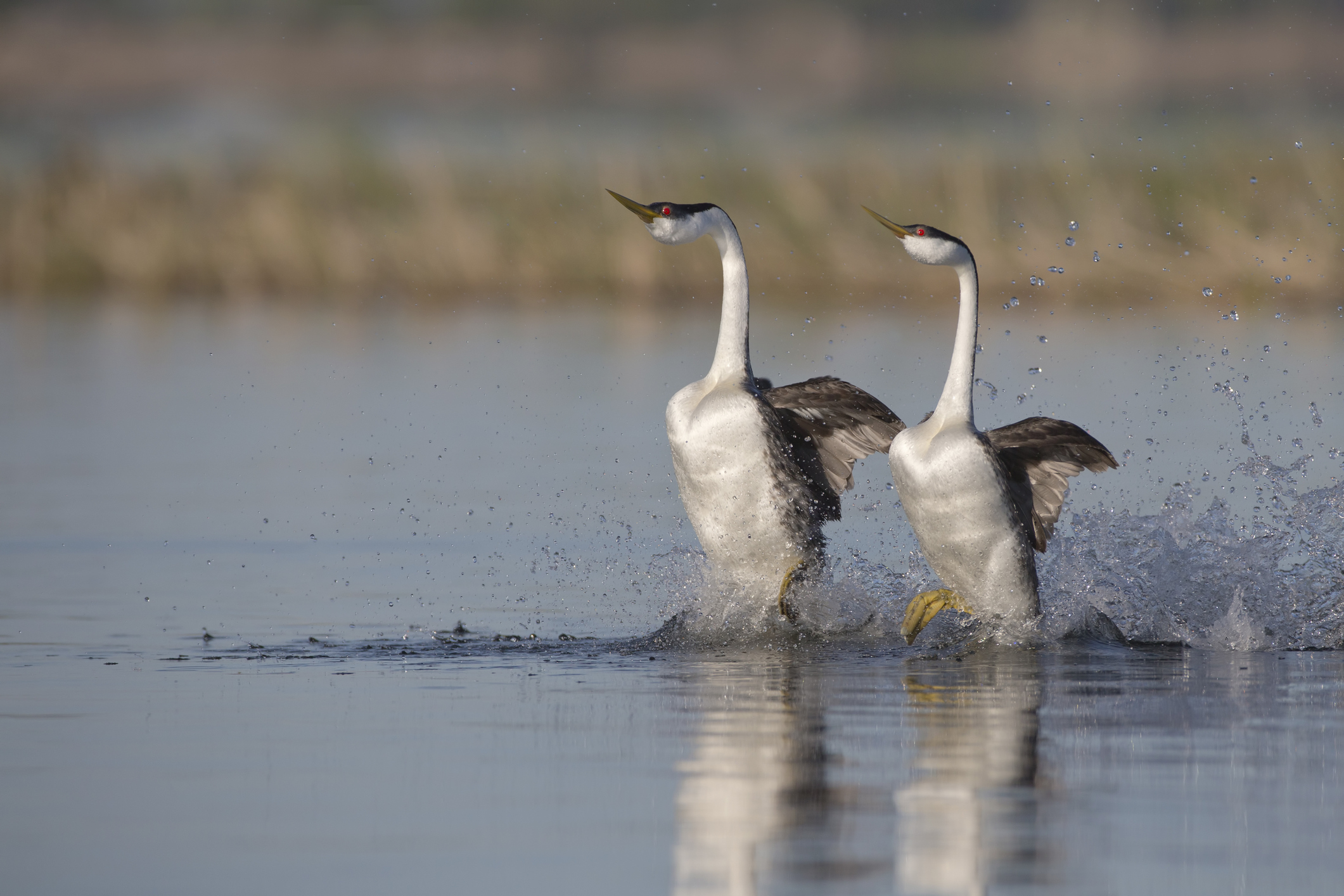 Hydrodynamic Lessons from a Bird that Sprints on the Water Surface