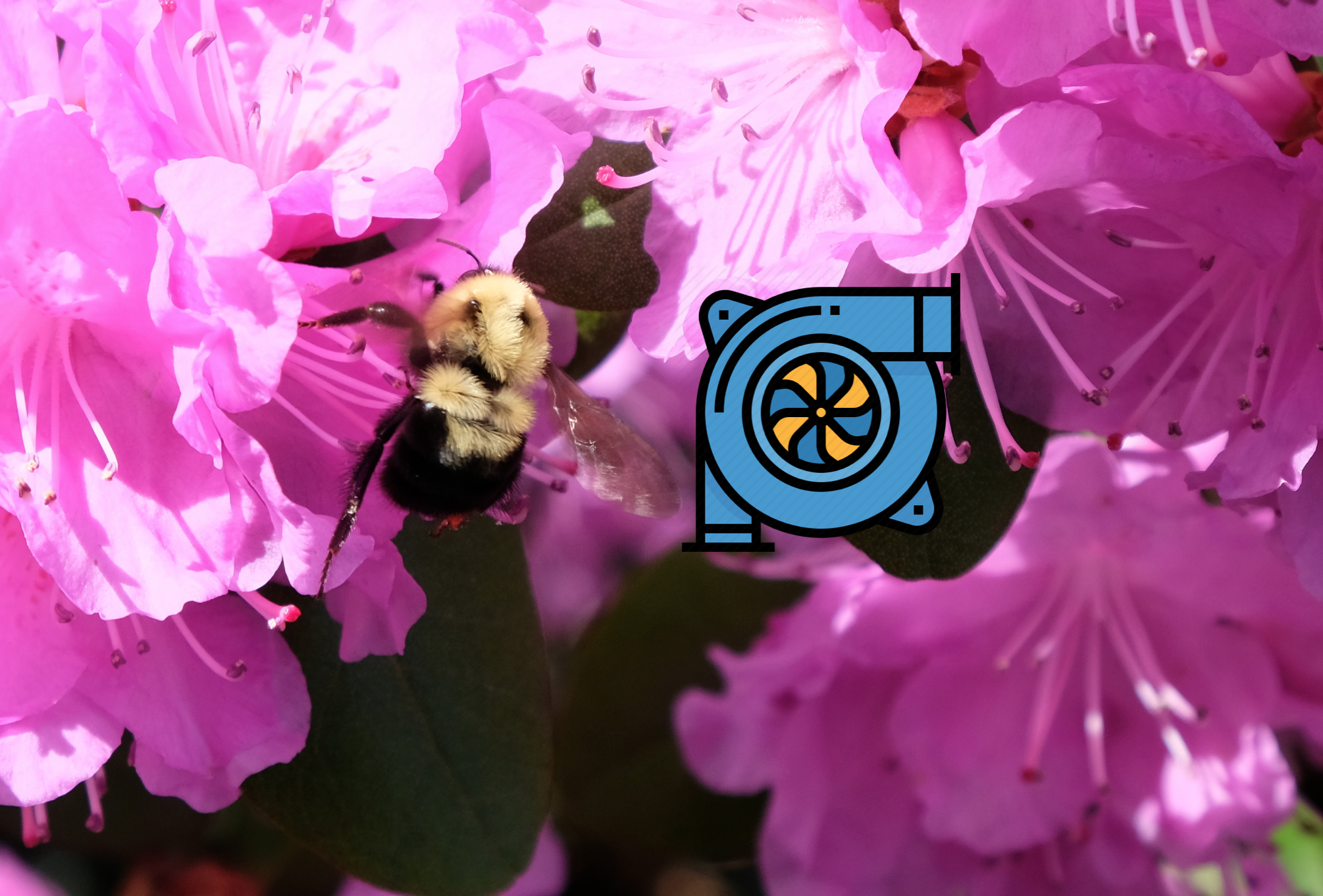 A Biomimicry Buzz Around Bee Flight and Turbochargers