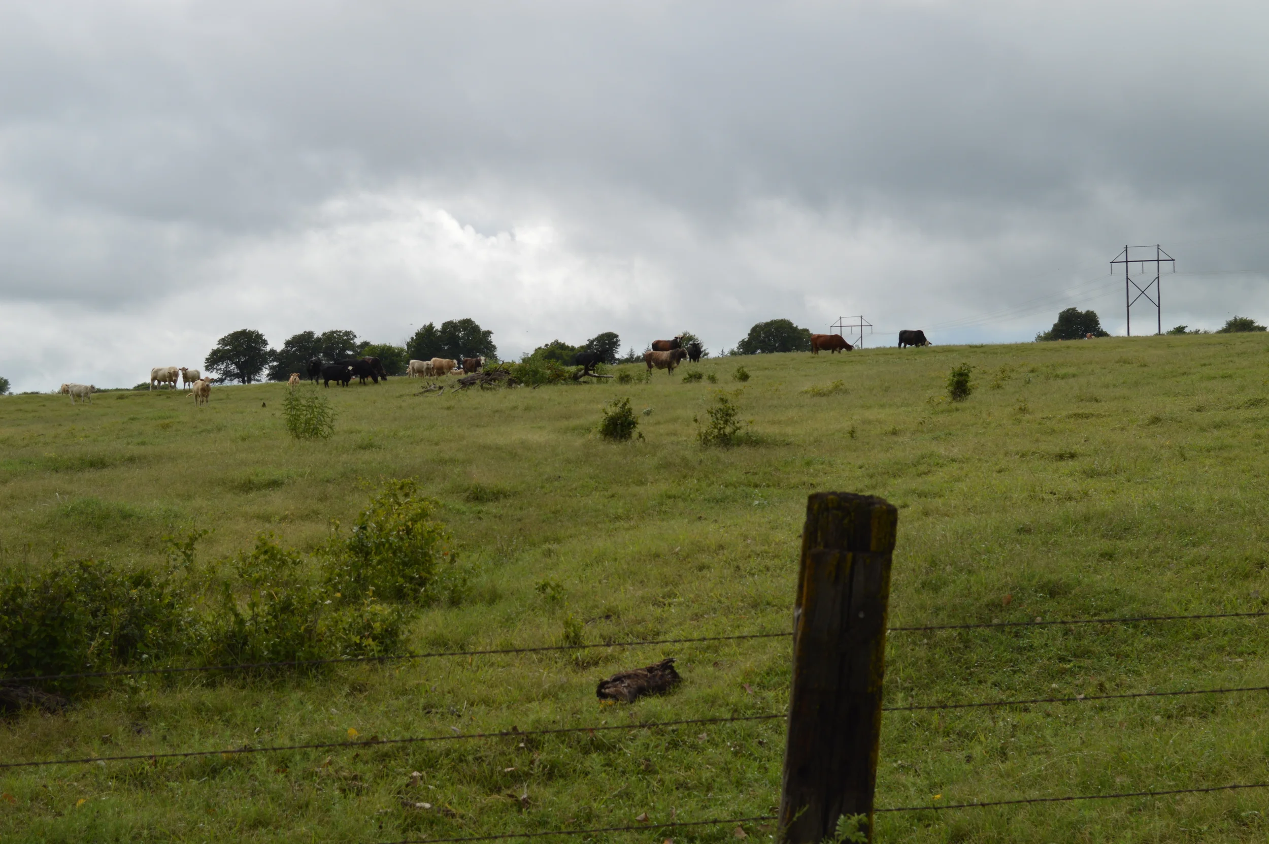 DSC_0087.JPG