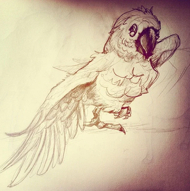 cockatoo.jpg