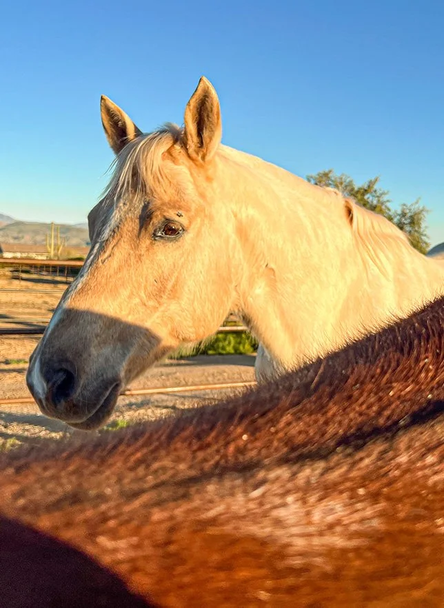 palomino horse