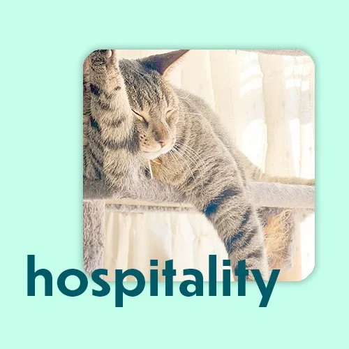 hospitality cat brand photo
