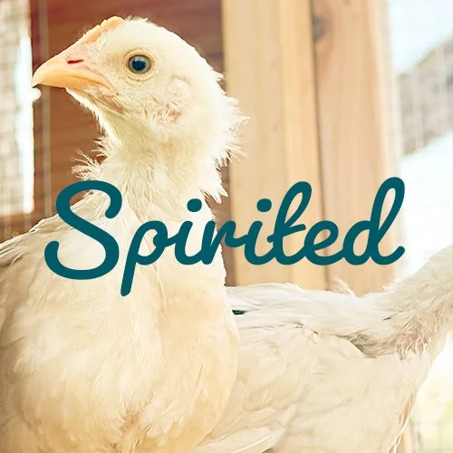 farm animal business brand photography and design pullet photo