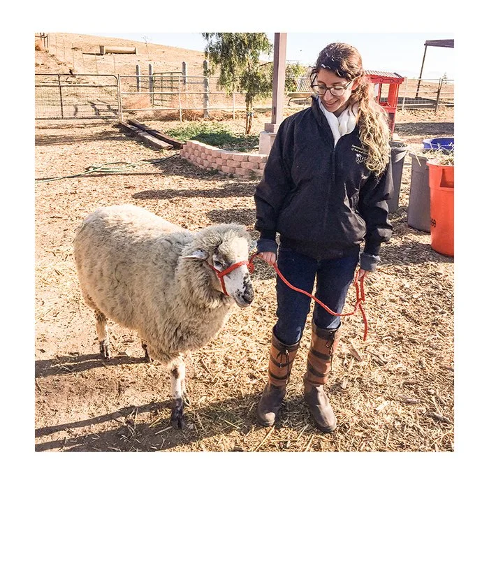 graphic designer and illustrator maria decerce on a ranch halter training a sheep