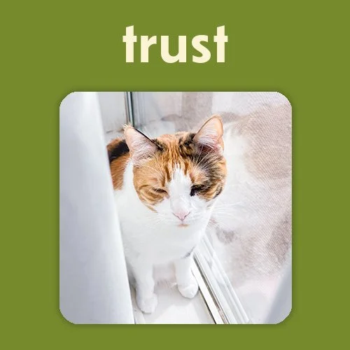 trustworthy cat brand photo