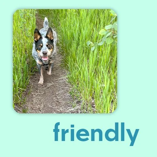 friendly dog brand photo
