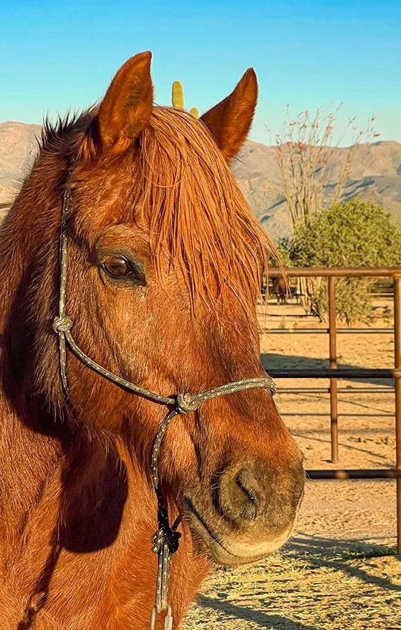 chestnut pony