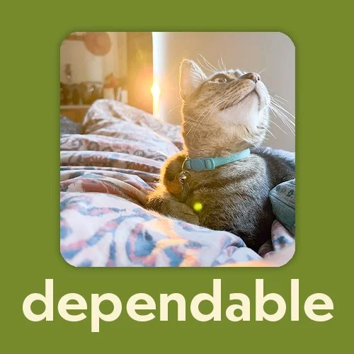 dependable cat brand photo