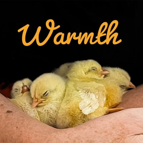 farm animal business brand photography and design