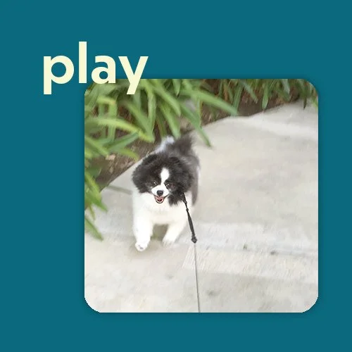 playful dog brand photo