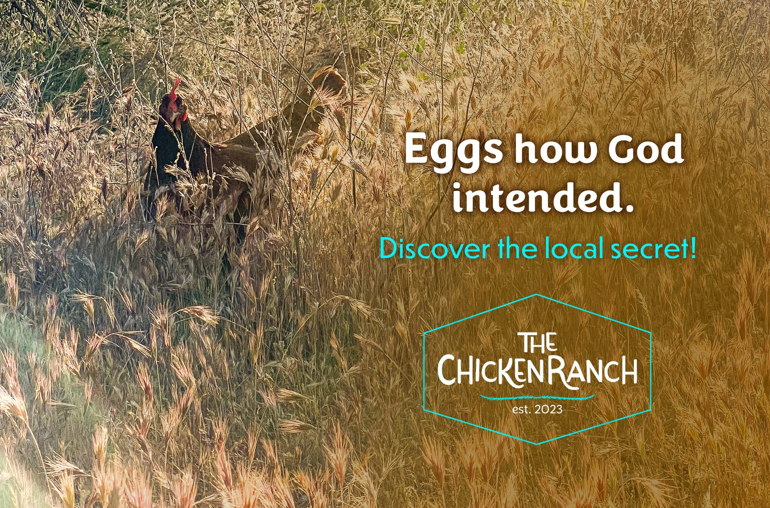 digital design with logo and brand identity for the chicken ranch