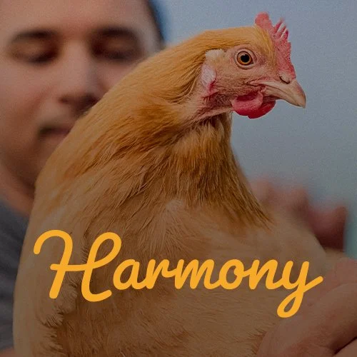 egg producer brand photography