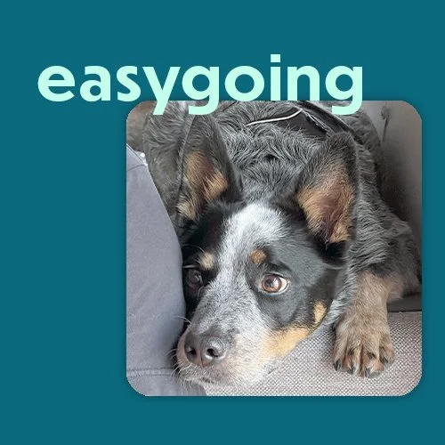 easygoing dog brand photo