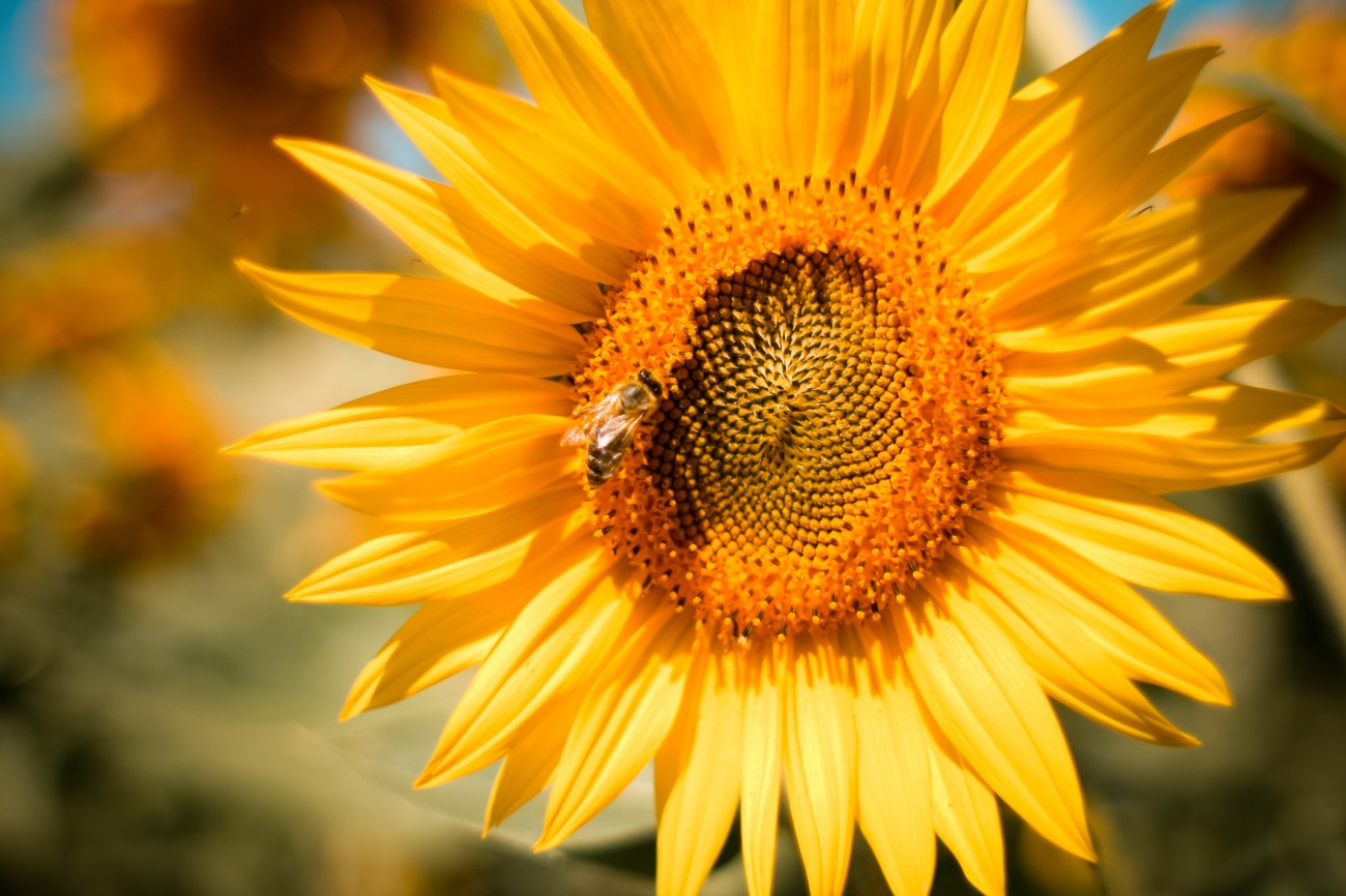 Sunflower with bee.jpg