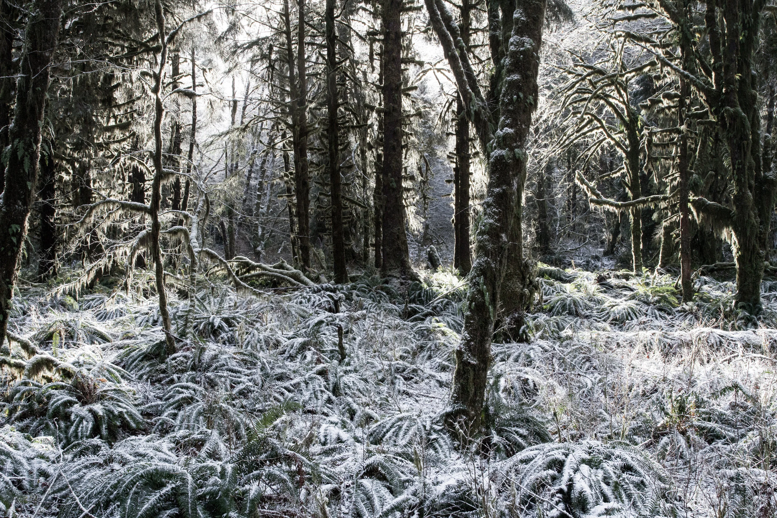 IMG_5905 2Winter_Wonder16.jpg