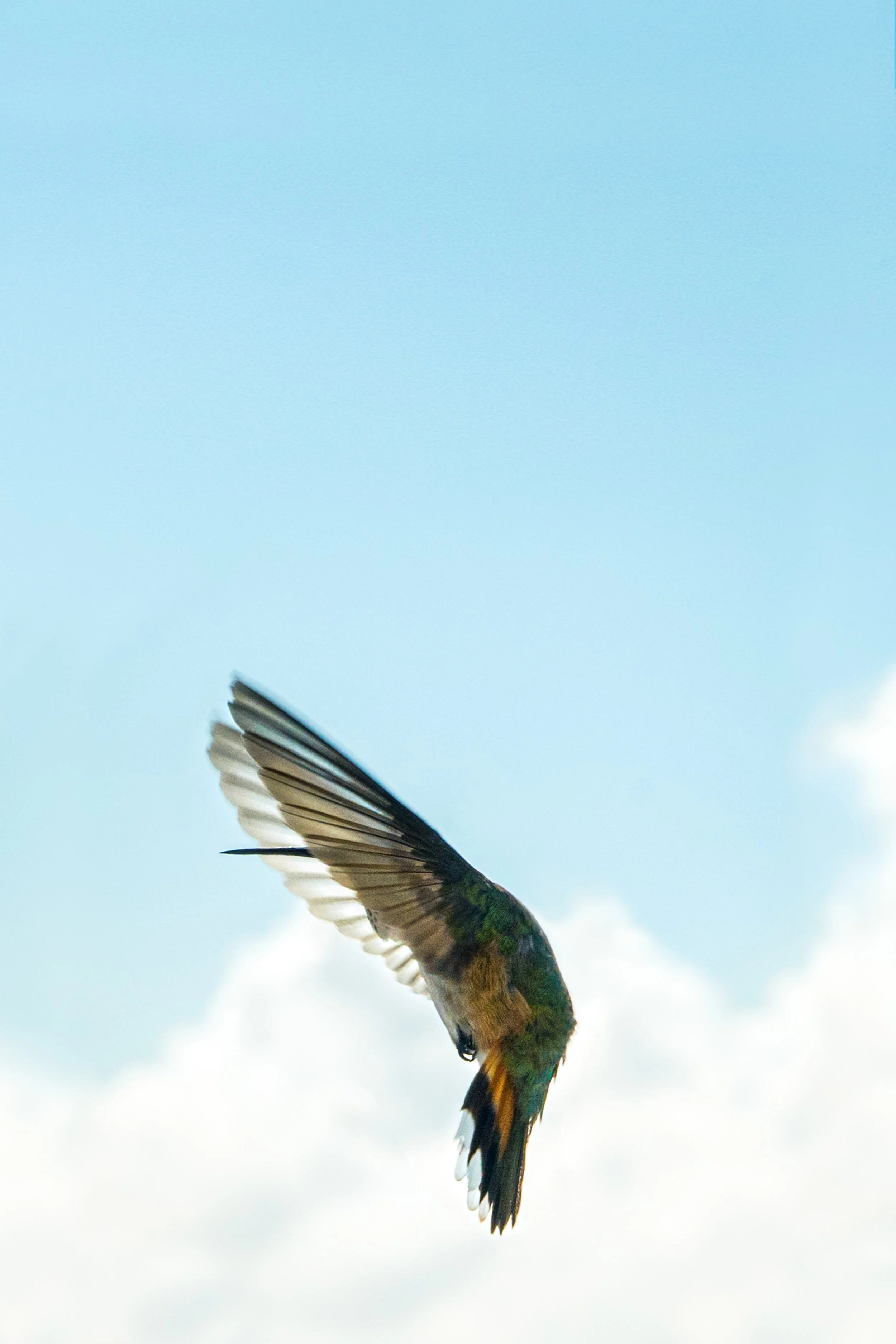 Rufus_Hummingbord 2.JPG