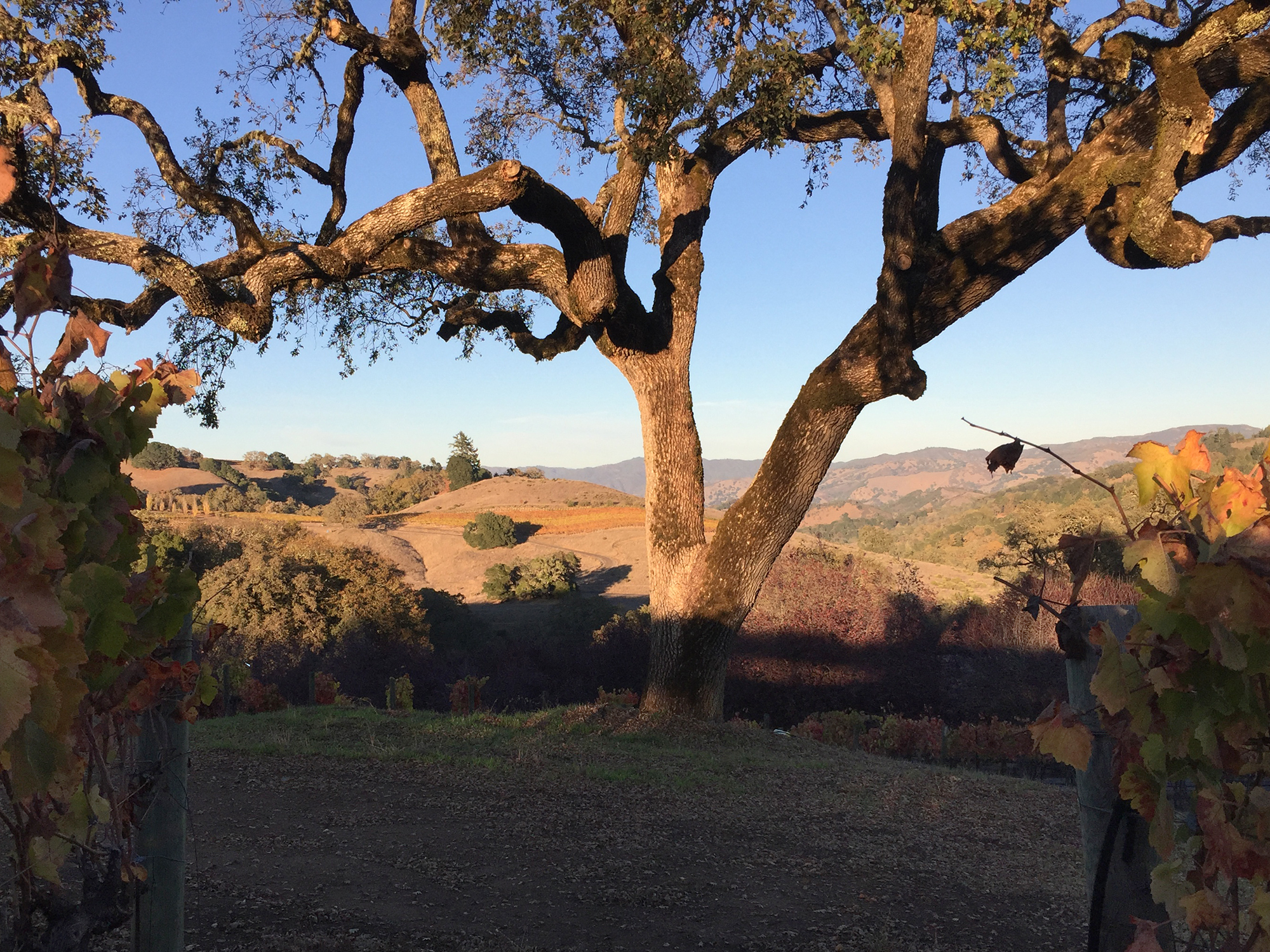 The Oak Tree location overlooks the valley and vineyards