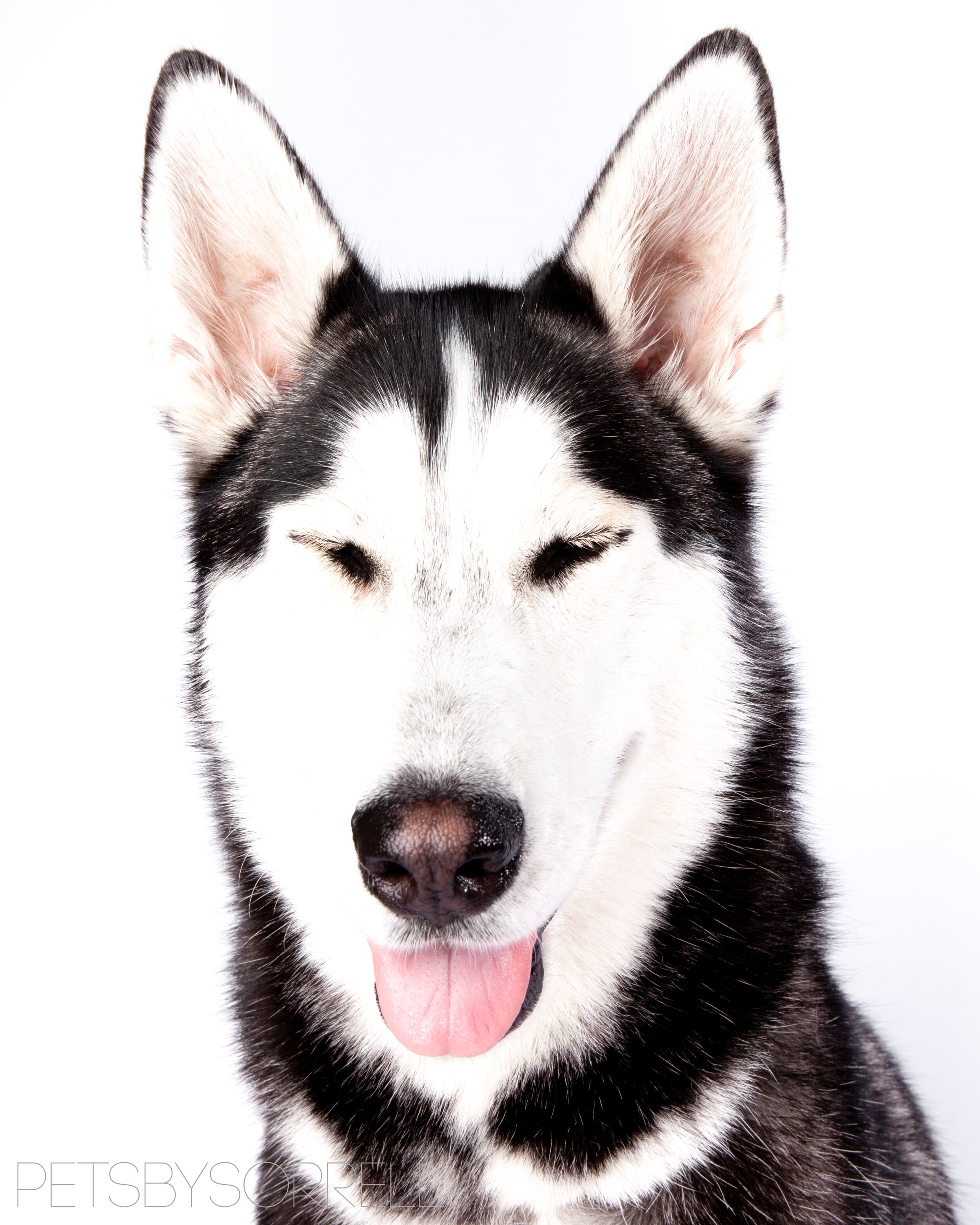 wag_hotels_west_la_pets_by_sorrell_los_angeles-8-7.jpg