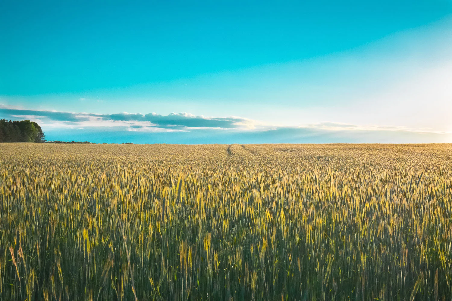 farmfiled16-1.jpg