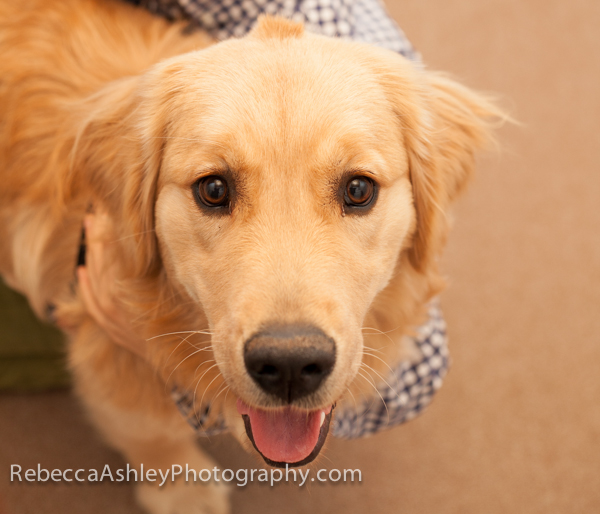 RAshley-DogLuLu2014_MG_2249.jpg