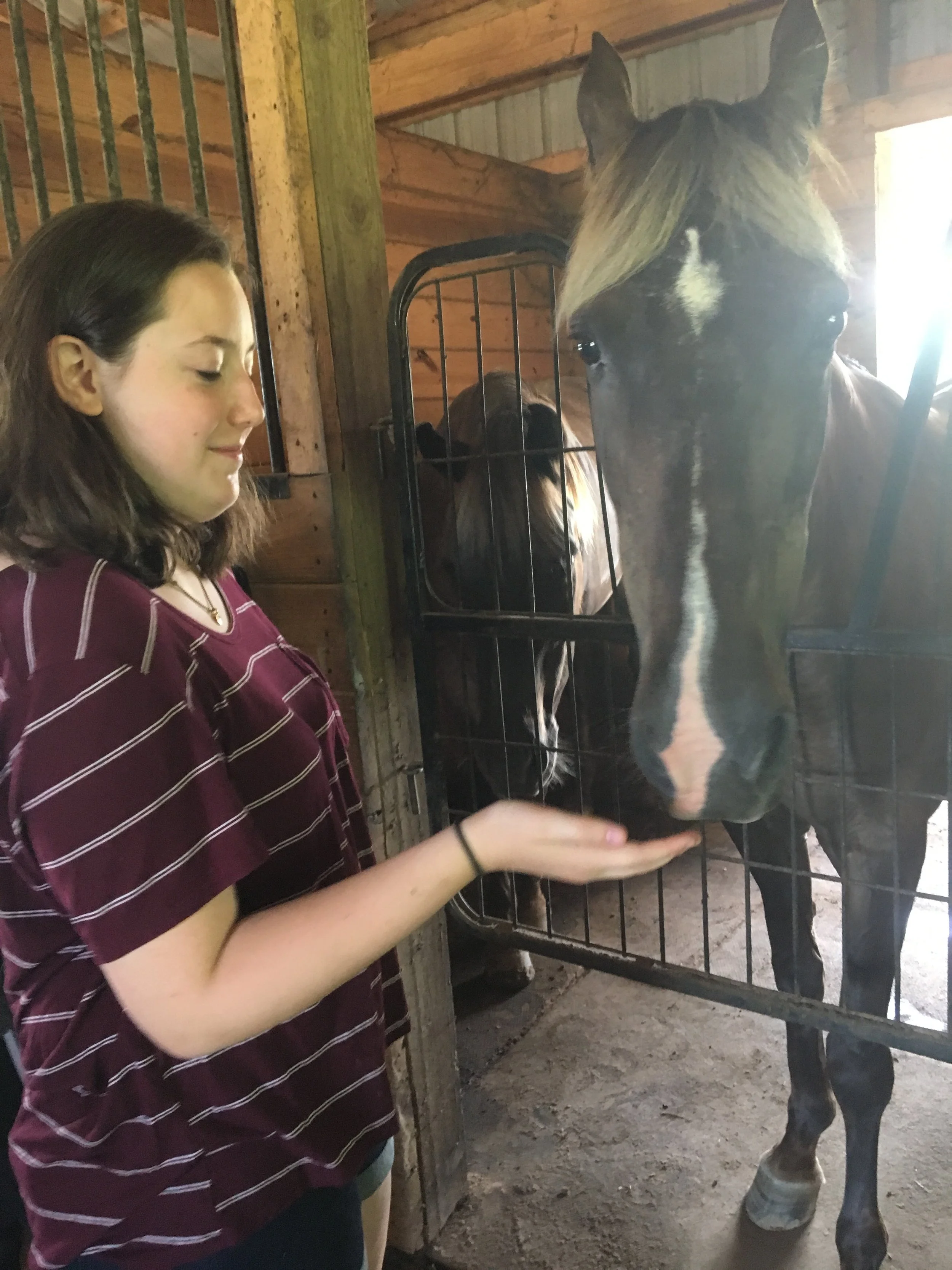 Galvin Horse Farm
