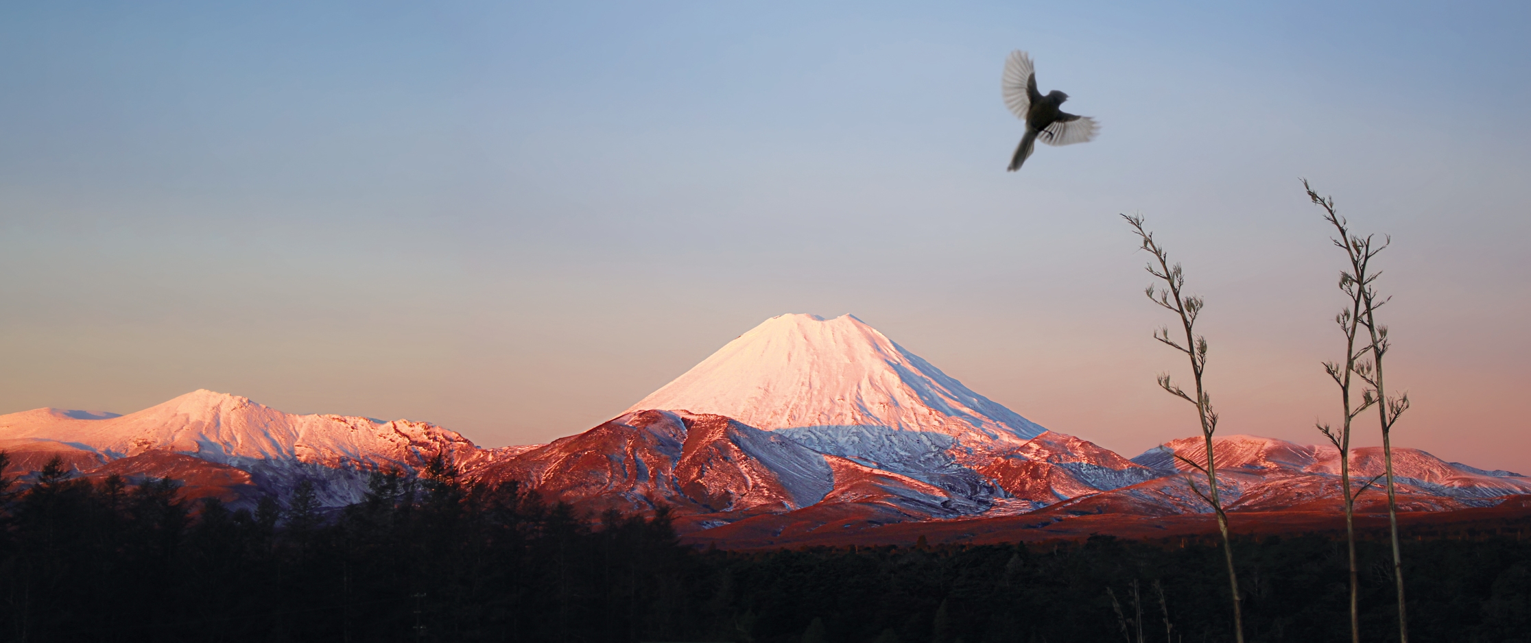 Fantail over Ngauruhoe