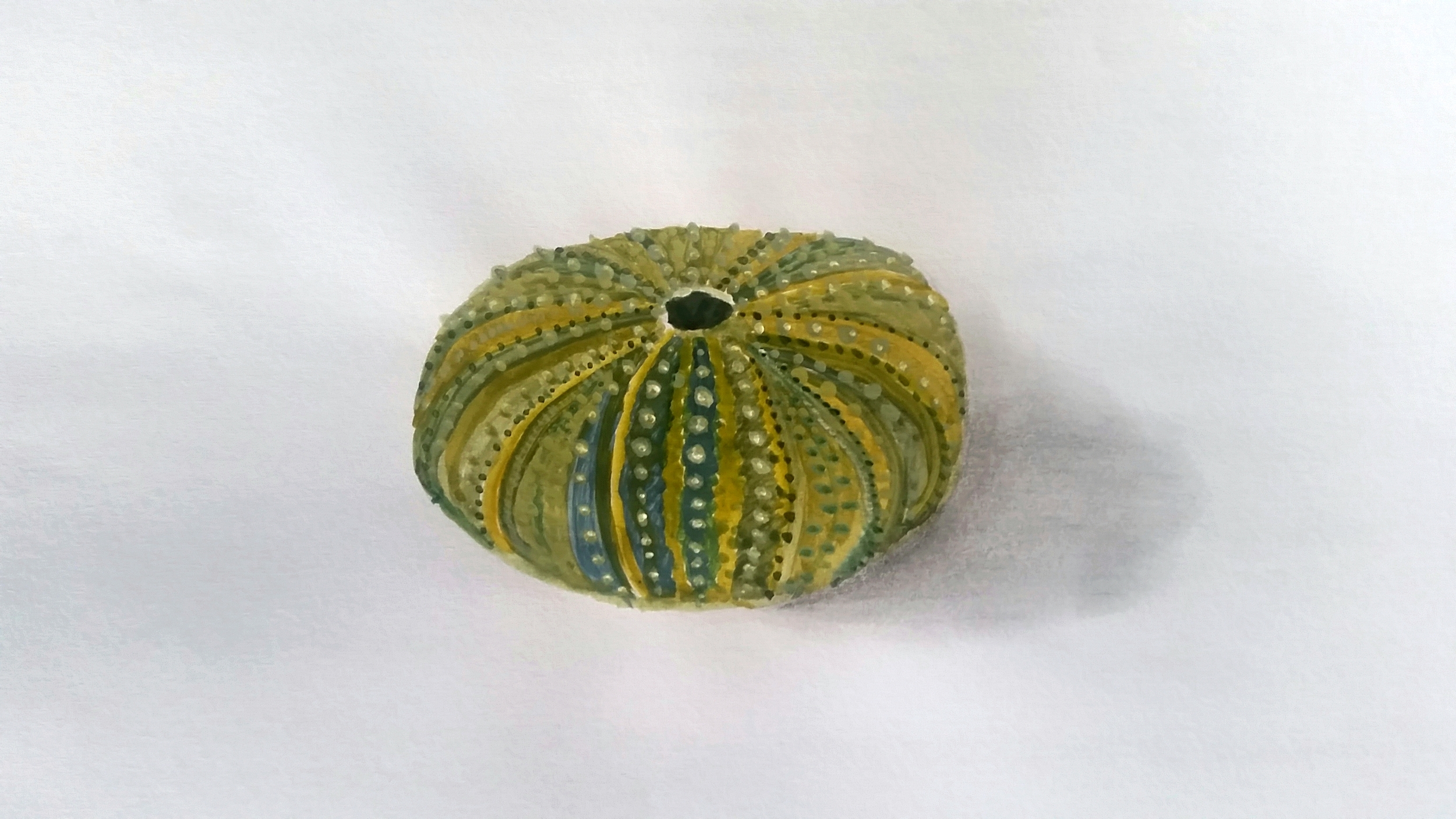 This is last week's effort. It's a sea-urchin shell - or Kina. I was so happy with how this one turned out - it's not Van-Gogh, but I'm proud of it! :-)