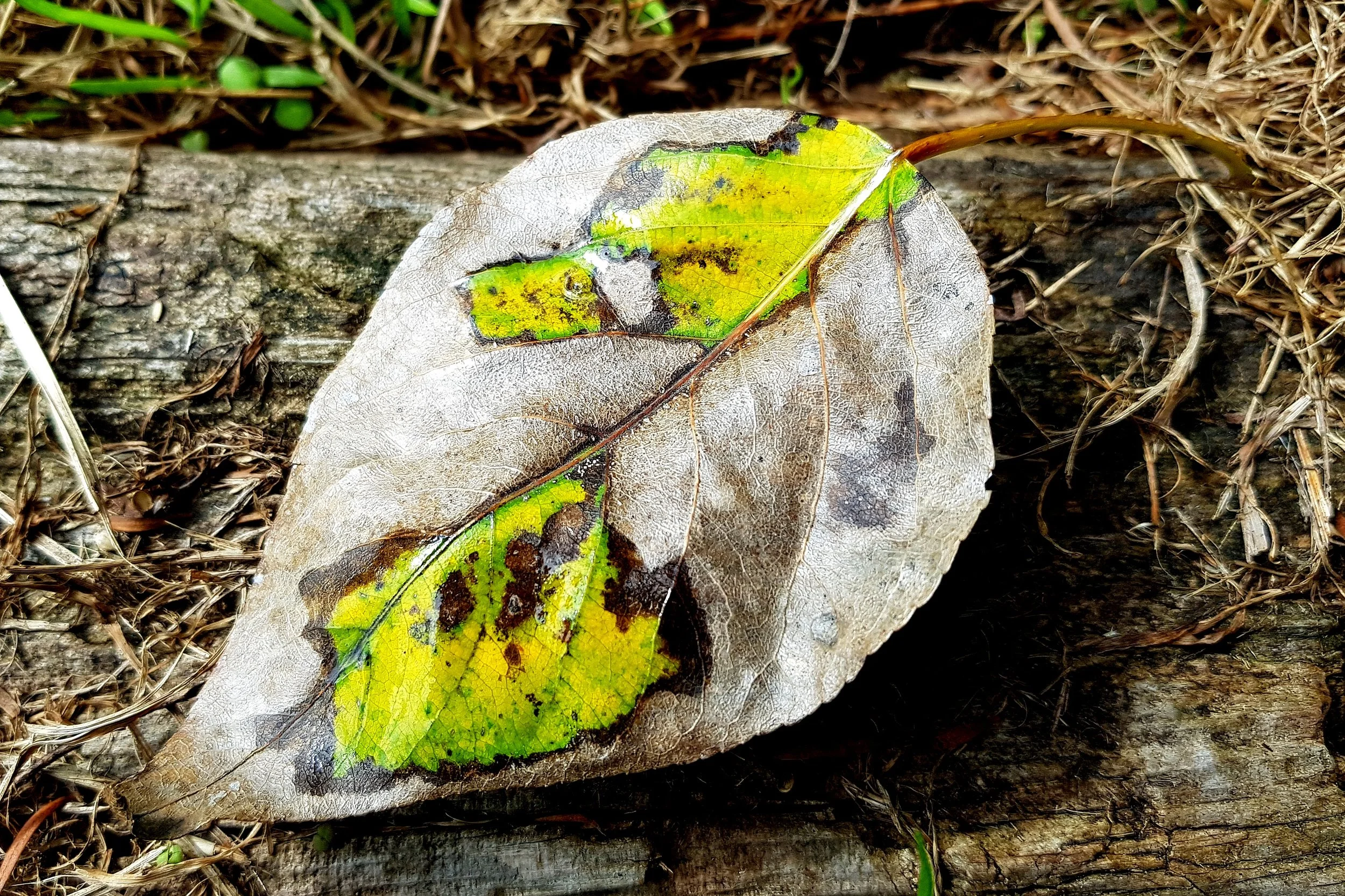leaf.jpg