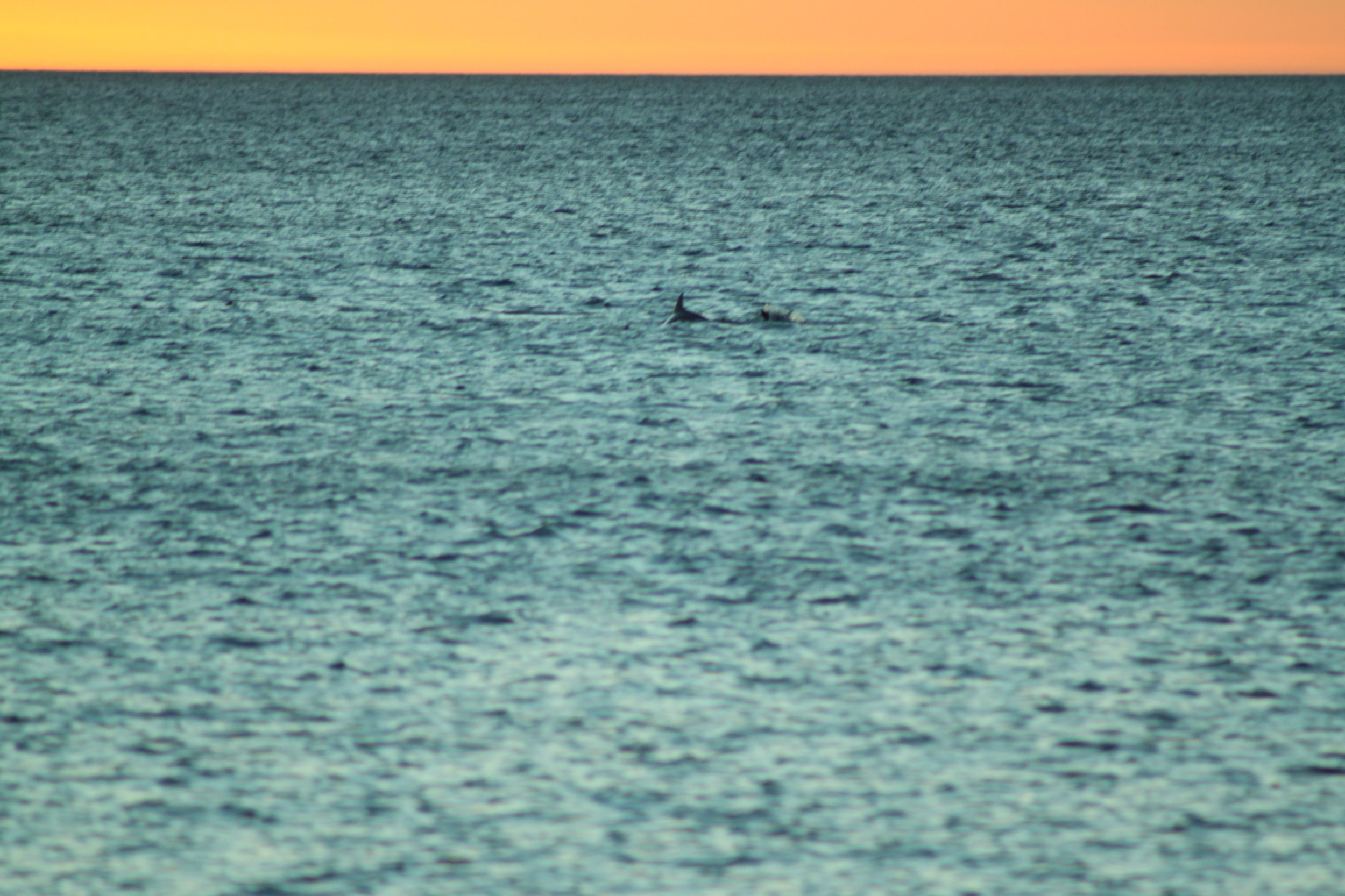 Dolphins swimming at sunset in Carrickalinga