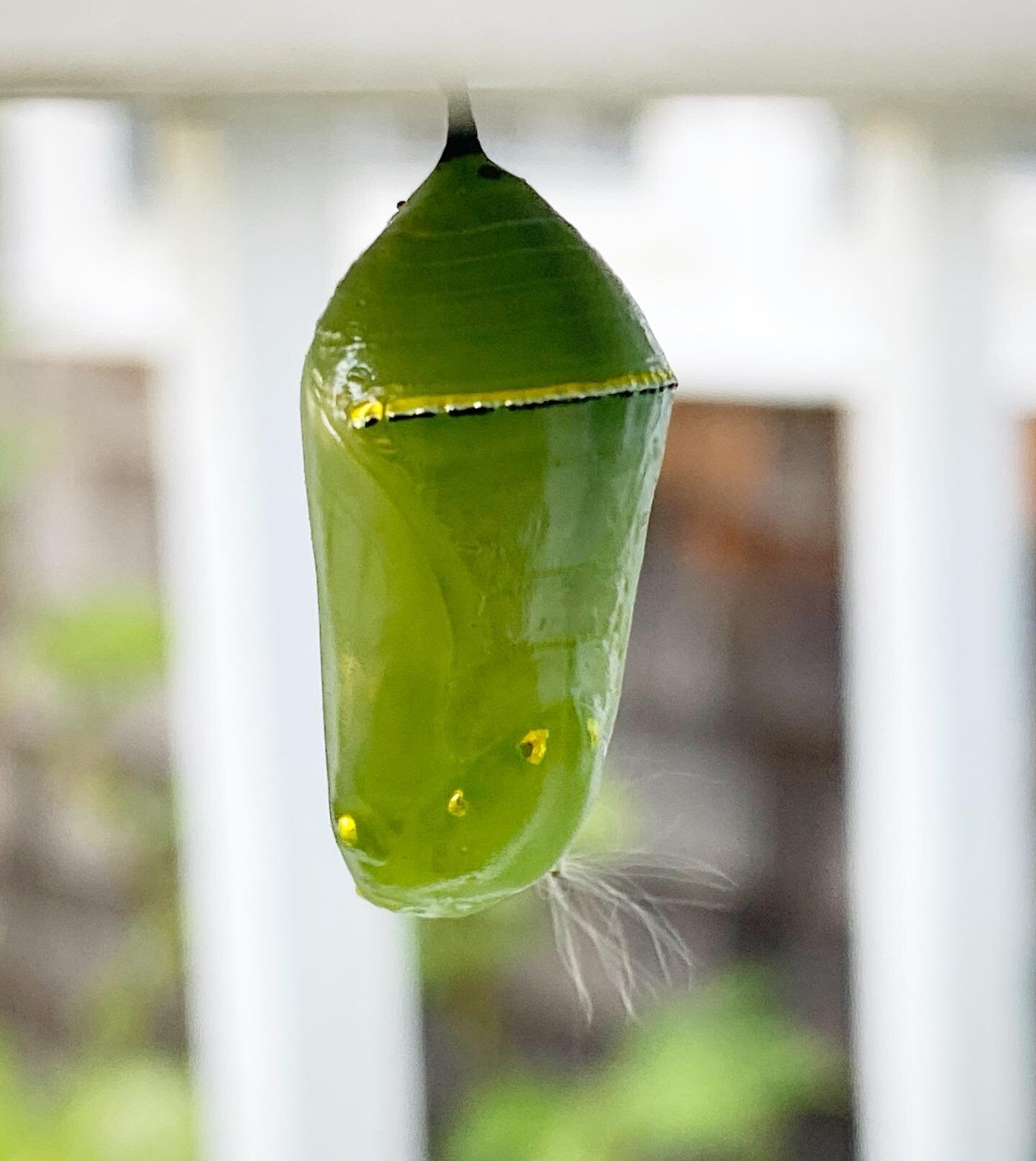 Gilded chrysalis with a curious beard living rent free on the porch. #monarch #queencaterpillar #chrysalis #milkweedfluff