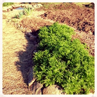 German Chamomile self-seeded vigorously. We let a large portion of it stay in its bed from last year, transplanted some to a bed near the altar, and didn't save the rest.
