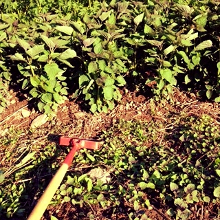 Can you see all those little purpley baby anise hyssop seedlings, growing just in front of the second-year, wise & mature anise hyssop plants? How much anise hyssop can we possibly use?